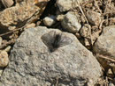 Ptilocephala plumifera (Fächerfühler-Sackträger) / CH VS Bratsch 945 m, 04. 03. 2013