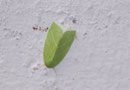 Pseudoips prasinana (Jägerhütchen, Buchen-Kahnspinner) / NOCTUIDAE/Nolidae (Eulen)