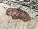 Lymantria dispar (Schwammspinner, Puppe) / CH TI Redondo-Sementina 520 m, 14. 10. 2010