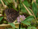 Satyrus ferula (Männchen) / CH VS Grône, Loye, Plan Lajeur 1004 m, 11. 07. 2018