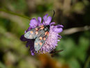 Zygaena filipendulae (Sechsfleck-Widderchen) / CH VD La Comballaz Pierre de Moëllé 1545 m, 25. 09. 2015