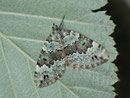 Colostygia laetaria  / GEOMETRIDAE/Larentiinae (Spanner)