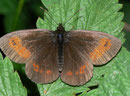 Erebia euryale adyte (Männchen) / CH VS Turtmanntal 1980 m, 14. 07. 2010