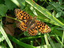 Boloria selene (Braunfleckiger Perlmuttfalter) / CH BE Hasliberg 1200 m, 22. 09. 2019