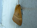 Lasiocampa quercus (Eichenspinner, Weibchen) / CH BE Hasliberg 1050 m, 19. 07. 2012