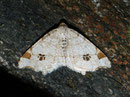 Macaria notata (Hellgrauer Eckflügelspanner) / GEOMETRIDAE/Ennominae (Spanner)