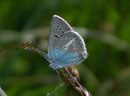 Aricia eumedon (Storchschnabelbläuling) / LYCAENIDAE/Polyommatini (Bläulinge)