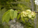 Ulmus glabra (Berg-Ulme) / Ulmaceae