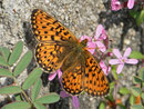 Boloria euphrosyne (Veilchen-Perlmuttfalter) / CH BE Hasliberg 1100 m, 25. 04. 2014