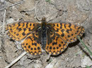 Boloria euphrosyne (Veilchen-Perlmuttfalter) / CH VS Ried-Mörel 1150 m, 26. 04. 2011
