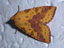 Xanthia togata (Violett-Gelbeule) / NOCTUIDAE (Eulen)