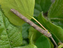 Alcis repandata (Braunmarmorierter Baumspanner, Raupe) / CH BE Hasliberg 1100 m, 20. 05. 2013