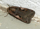 Xestia c-nigrum (Schwarzes C) / NOCTUIDAE (Eulen)