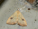 Rivula sericealis (Seideneulchen) / NOCTUIDAE (Eulen)
