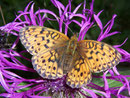 Brenthis ino (Violetter Silberfalter) / NYMPHALIDAE/Heliconiinae (Edelfalter)