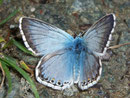 Polyommatus coridon (Silbergrüner Bläuling, Männchen) / LYCAENIDAE/Polyommatini (Bläulinge)