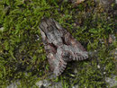 Lacanobia w-latinum (Graufeld-Kräutereule) / NOCTUIDAE (Eulen)