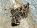Carcharodus alceae (Malven-Dickkopffalter) / HESPERIIDAE/Pyrginae (Dickkopffalter)