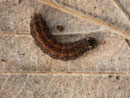 Xanthia icteritia / Raupe nach dem Verlassen des Kätzchens