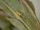 Anticlea badiata (auf Rosa canina) (Zuchtablage, Eier nach ein paar Tagen)