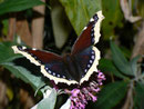 Nymphalis antiopa (Trauermantel) / NYMPHALIDAE/Nymphalinae (Edelfalter)
