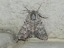 Acronicta aceris (Ahorn-Rindeneule) / CH BE Hasliberg 1050 m, 06. 08. 2011