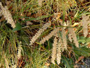Melica ciliata (Bewimpertes Perlgras) / Poaceae