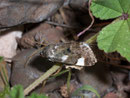 Acontia lucida / NOCTUIDAE (Eulen)