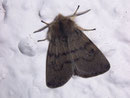 Diaphora sordida (Grauer Fleckenbär, Männchen) / ARCTIIDAE/Arctiinae (Bärenspinner)