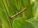 Alcis repandata (Braunmarmorierter Baumspanner, Raupe) / CH BE Hasliberg 1230 m, 15. 06. 2013