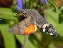 Macroglossum stellatarum (Taubenschwänzchen)