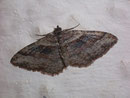 Costaconvexa centrostiraglis / GEOMETRIDAE/Larentiinae (Spanner)