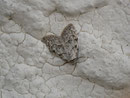 Nola confusalis / NOLIDAE 