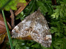 Chloroclysta truncata (Möndchenfleckspanner) / GEOMETRIDAE/Larentiinae (Spanner)