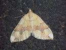 Cidaria fulvata (Gelber Rosen-Bindenspanner) / GEOMETRIDAE/Larentiinae (Spanner)