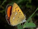 Lycaena virgaureae (Dukatenfalter, Männchen) / CH VS Lötschental, 09. 07. 2008