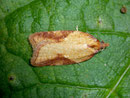 Acleris laterana / TORTRICIDAE (Wickler)