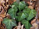 Hedera helix (Efeu) / Araliaceae