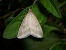 Udea fulvalis / CRAMBIDAE/Spilomelinae (Zünsler)