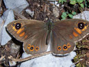 Lasiommata maera (Braunauge, Männchen) / NYMPHALIDAE/Satyrinae (Edelfalter)