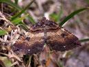 Anticlea badiata (Violettbrauner Rosenspanner) (Heidespanner) / GEOMETRIDAE/Larentiinae (Spanner)