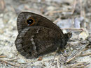 Satyrus ferula (Männchen) / CH VS Bratsch Jeizinen 1200 m, 12. 07. 2011