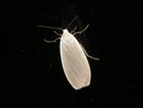 Eilema griseola (Bleigrauer Flechtenbär) / ARCTIIDAE/Lithosiinae (Bärenspinner)