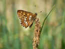 Hamearis lucina (Frühlings-Scheckenfalter) / CH SZ Ibergeregg 1430 m, 10. 06. 2014