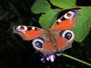 Aglais io (Tagpfauenauge) / NYMPHALIDAE/Nymphalinae (Edlefalter)