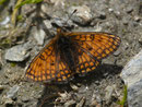 Melitaea varia (Alpen-Scheckenfalter, Männchen) / CH VS  Val d'Anniviers, Lac de Moiry, Alpage de Torrent 2482 m, 17. 07. 2017 