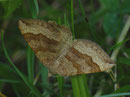 Scotopteryx chenopodiata (Braungebänderter Linienspanner) / CH BE Saanen, Abläntschen 1280 m, 20. 08. 2024