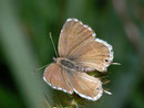 Cacyreus marshalli (Pelargonienbläuling) / LYCAENIDAE/Polyommatini (Bläulinge)