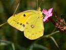 Colias croceus (Postillon) / CH BE Hasliberg 1050 m, 17. 08. 2013