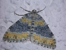 Entephria cyanata (Blaugrauer Gebirgs-Blattspanner) / GEOMETRIDAE/Larentiinae (Spanner)